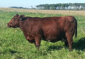 Donor cow JT Goldie 3P