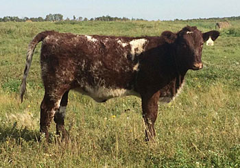 ET heifer calf by Highfield Irish Mist x JT Goldie 3P