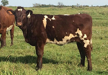 Heifer calf sired by Poplar Park Mist 4R