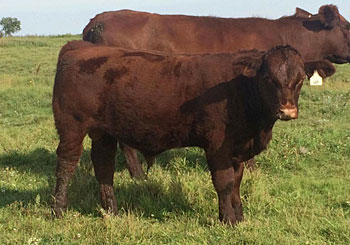 ET bull calf by Saskvalley Ramrod 155R x Saskvalley Myrtle 83N